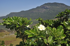 Fagraea ceilanica